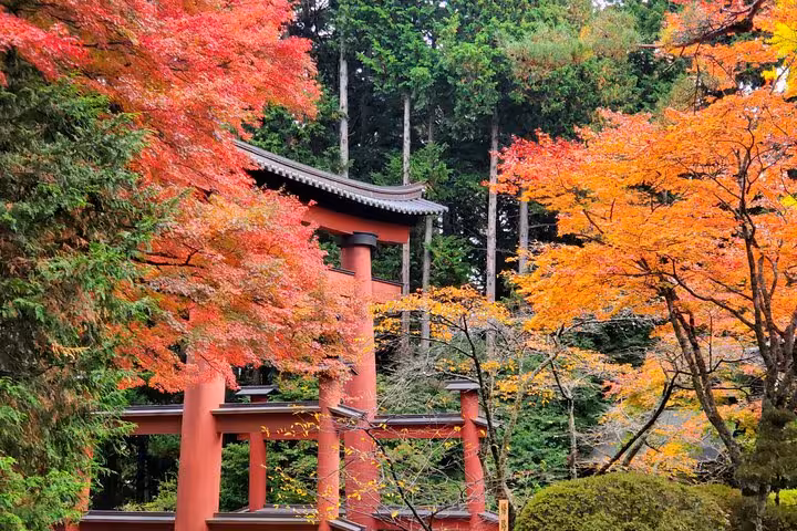 Vibrant autumn leaves surround a red torii gate amidst lush greenery on a Tokyo to Mt. Fuji private tour.