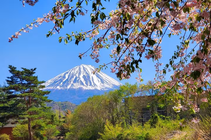 Cherry blossoms framing snow-capped Mount Fuji in springtime on a Tokyo to Mt. Fuji customizable private tour.