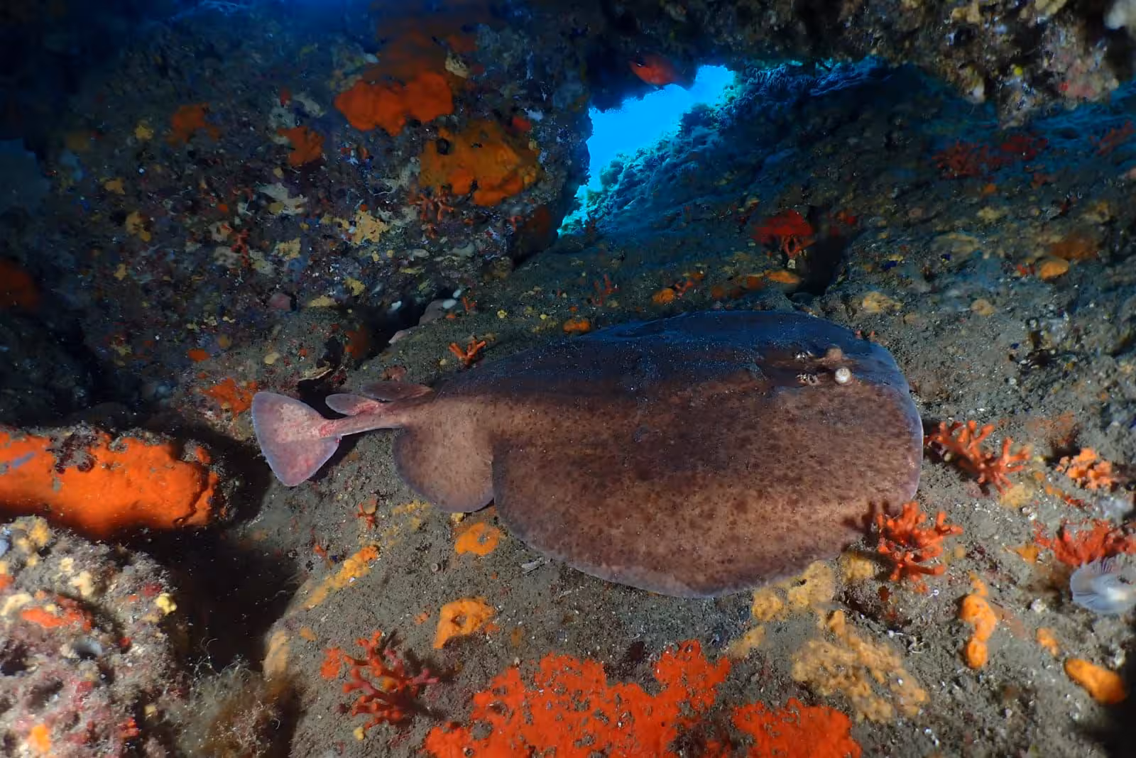 Close-up of a torpedo ray resting on colorful coral in Alghero waters, perfect for diving baptism exploration.