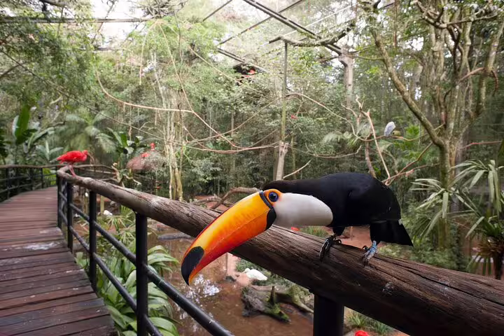 Vibrant toucan perched on a wooden railing in lush Foz de Iguaçu aviary, perfect for nature lovers visiting Brazil.