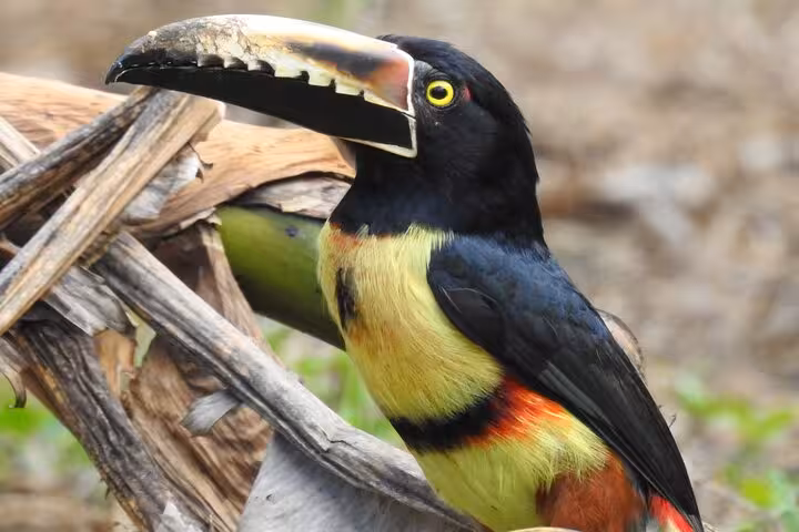 Colorful toucan resting on wood, perfect sighting for a private half-day bird watching tour in nature.