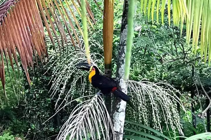 Colorful toucan perched on a tree in Tijuca Rainforest, showcasing the vibrant wildlife found during the jeep tour.