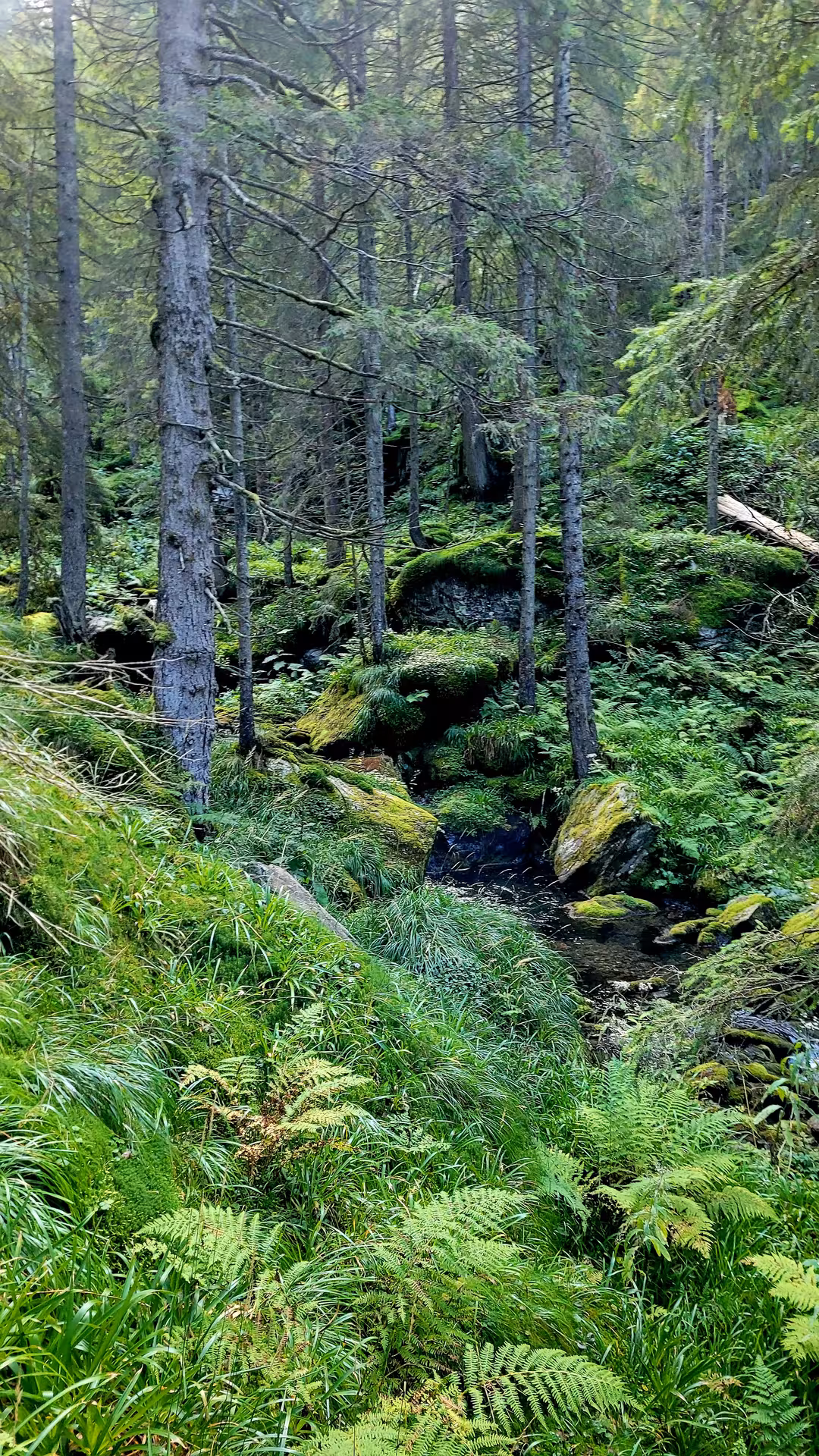 Lush moss-covered rocks and ferns beside a forest stream in Transylvania's dense conifer woodland