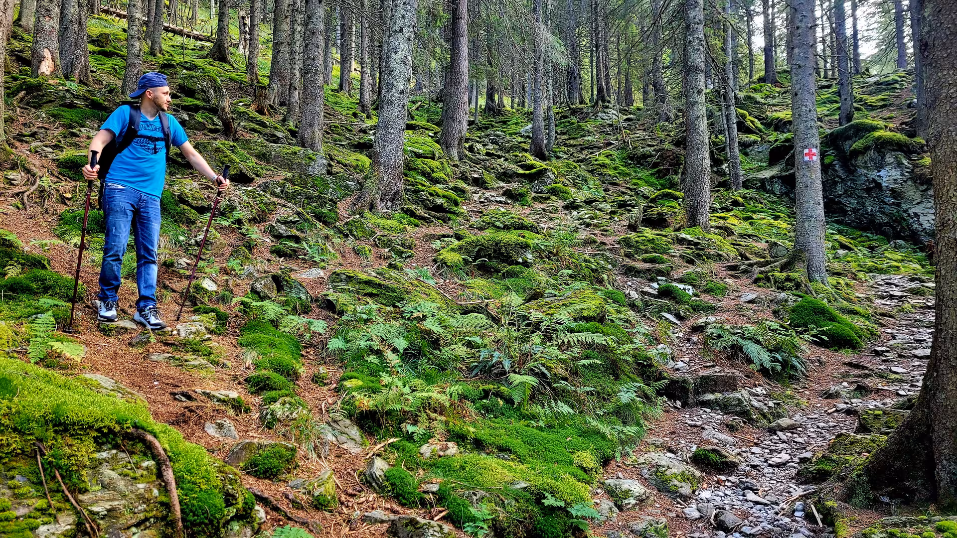 Hiker with trekking poles on a mossy forest trail in Transylvania
