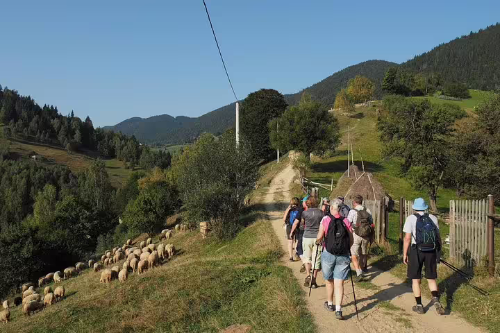 Hikers walking dirt path past flock of sheep in Transylvania Carpathian Mountain village