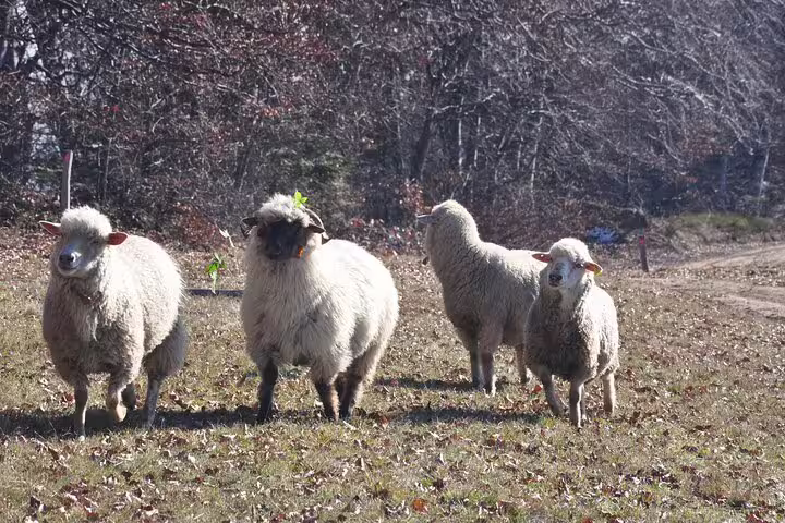 Four white sheep grazing in a rural Transylvania field surrounded by bare autumn trees