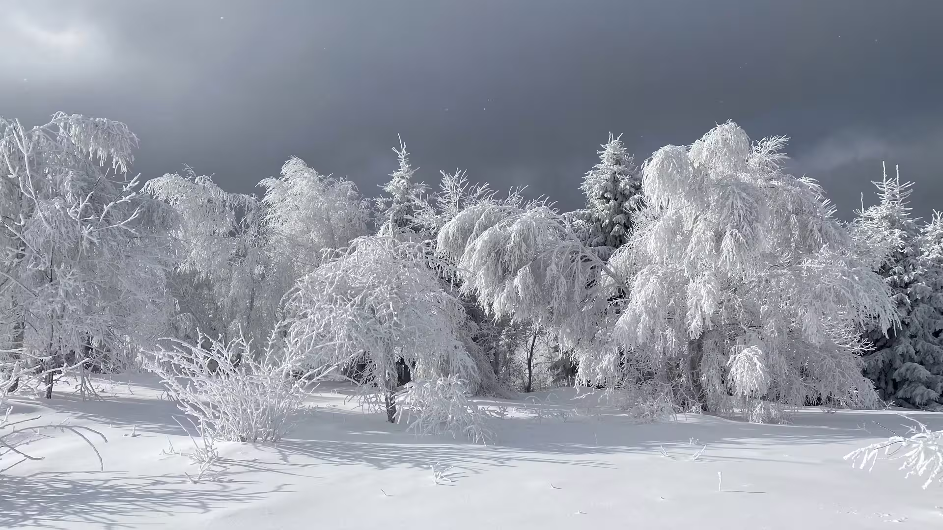 Snow-covered trees and deep winter snowscape in Transylvania countryside under dramatic grey sky