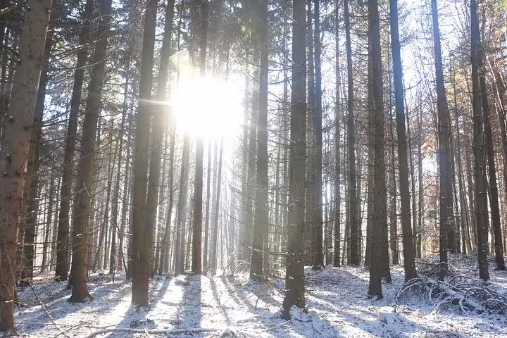 Sunlight streaming through tall pine trees in a snow-dusted Transylvania forest in winter
