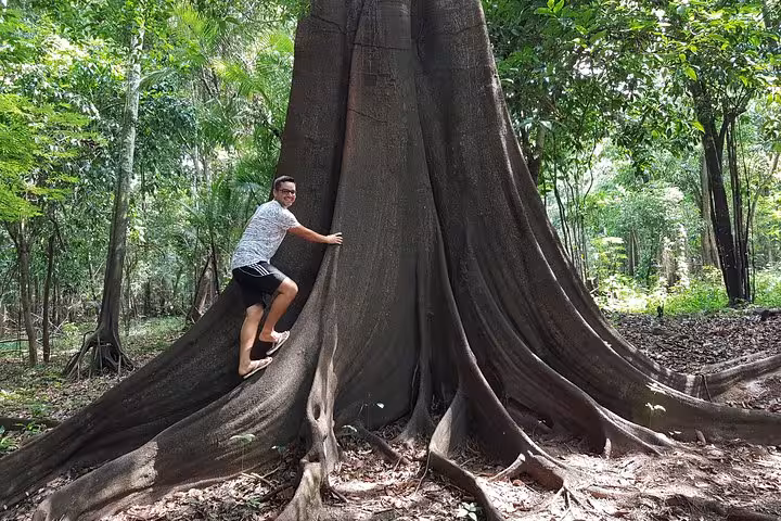 Traveler beside giant Amazon rainforest tree on Tucandeira Ants Indigenous Ritual tour near Manaus jungle