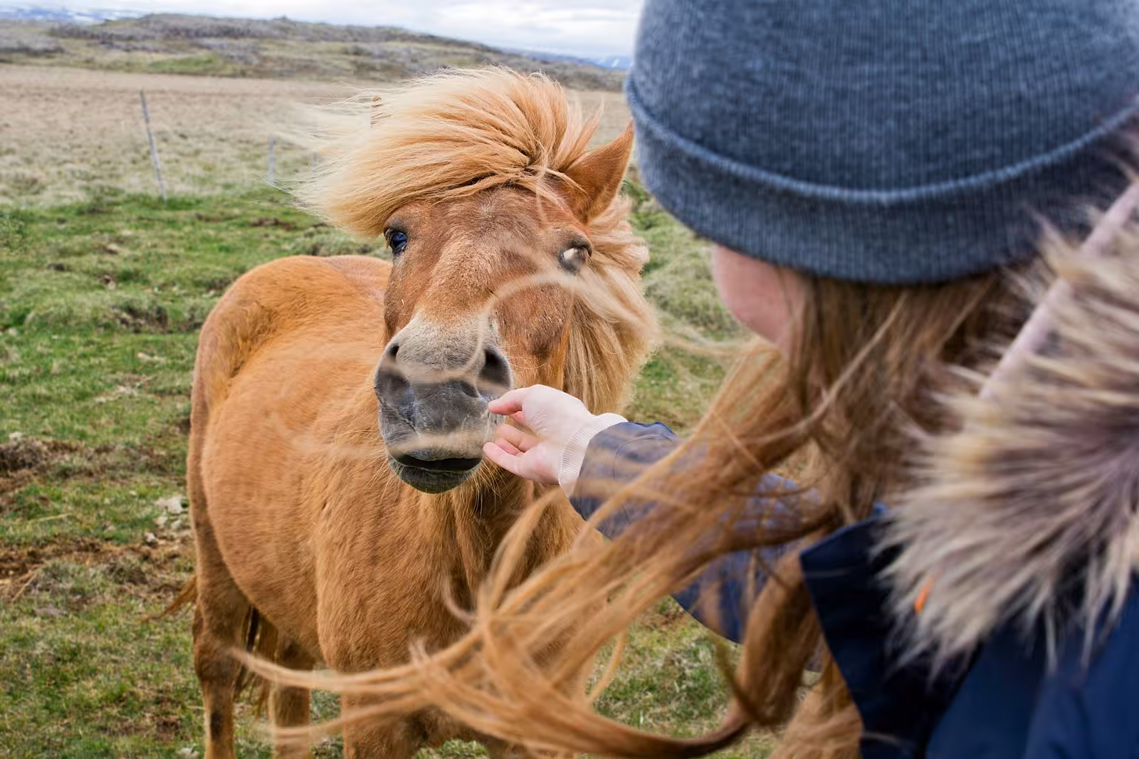 Traveler gently pets an Icelandic horse in a lush green meadow during a 5-day small group tour in Iceland.