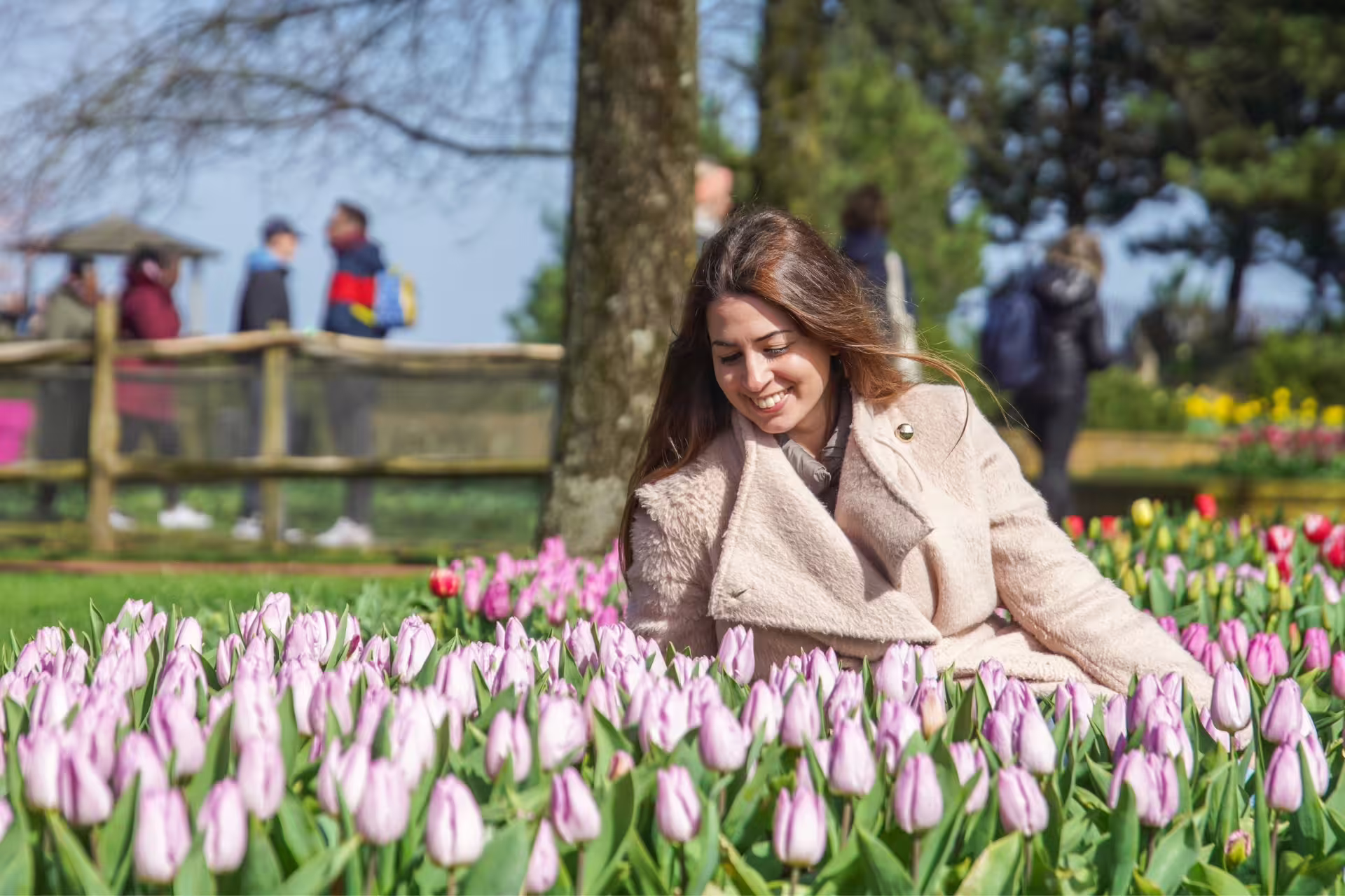 Traveler relaxing among pink tulips at Keukenhof Gardens near Amsterdam, highlight of Keukenhof and Giethoorn tour