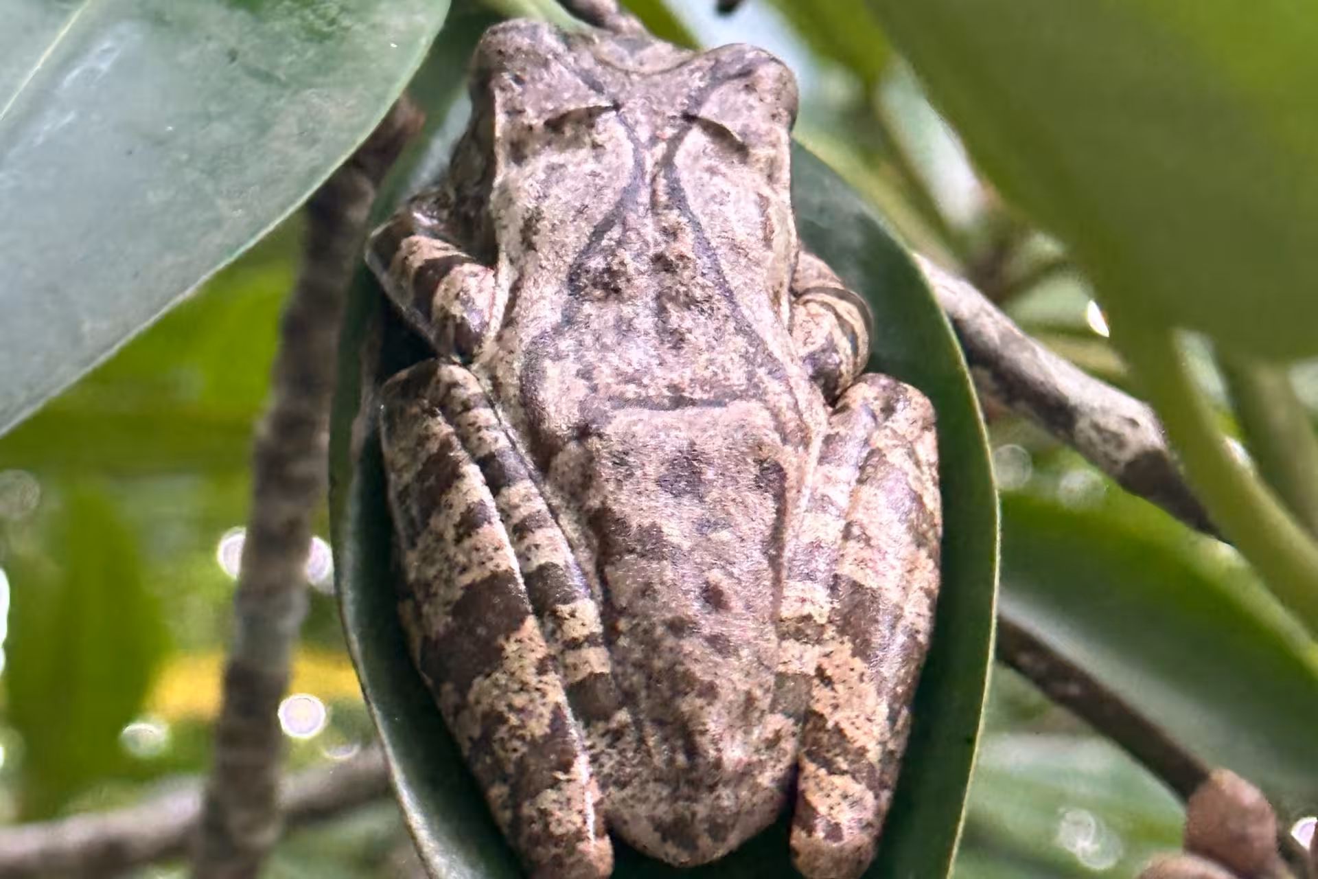 Tree frog perched on mangrove leaf spotted on Bentota River safari, a top wildlife and mangrove cruise in Sri Lanka