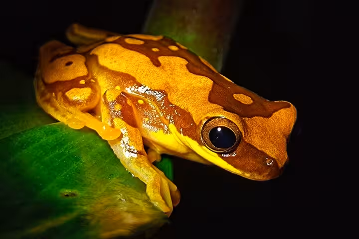 Close-up of a vibrant tree frog in Manuel Antonio rainforest, a highlight of the Jungle Night Tour adventure.
