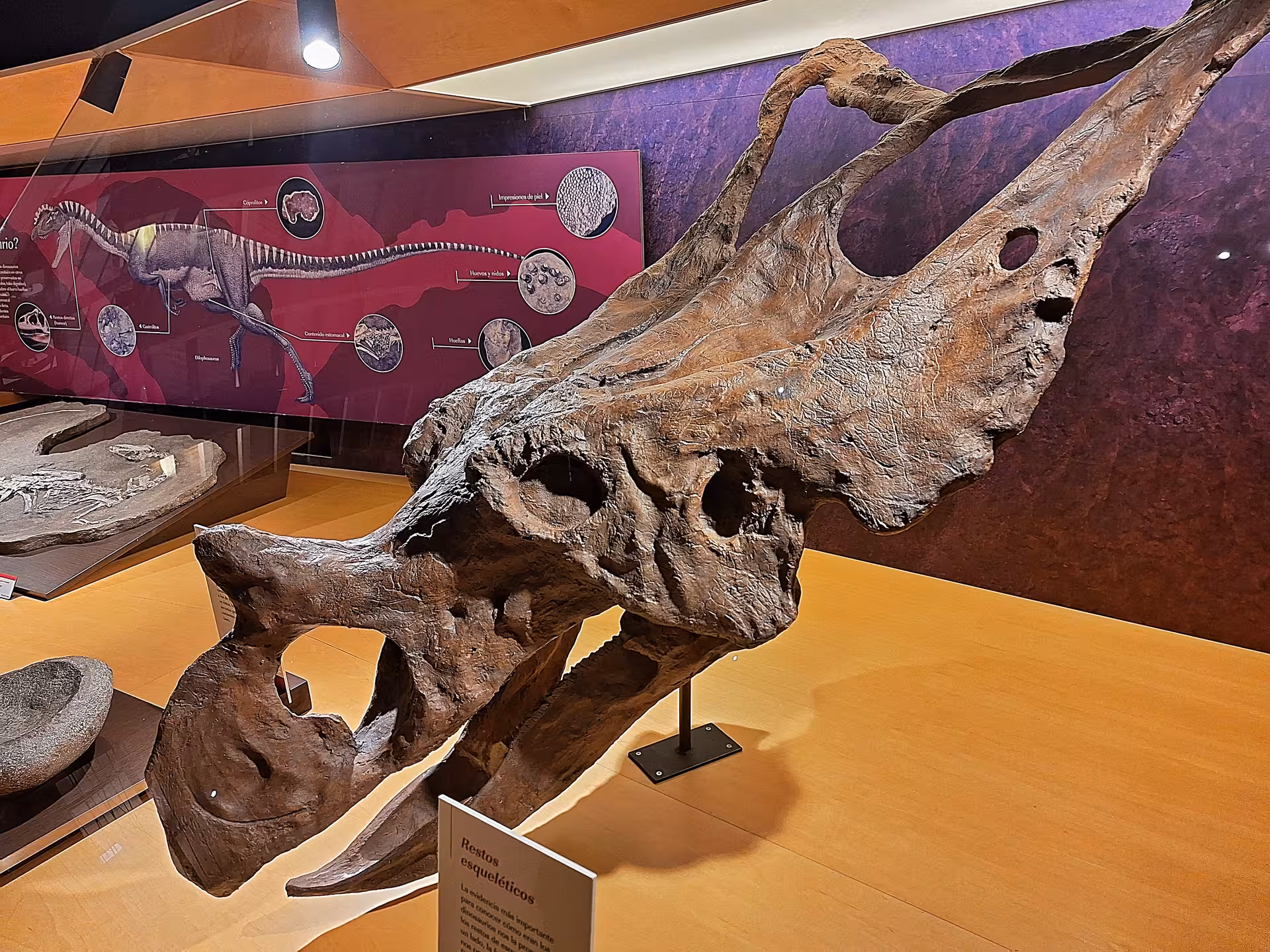 Triceratops skull display at Jurassic Museum of Asturias, ideal for dinosaur enthusiasts visiting from Oviedo.