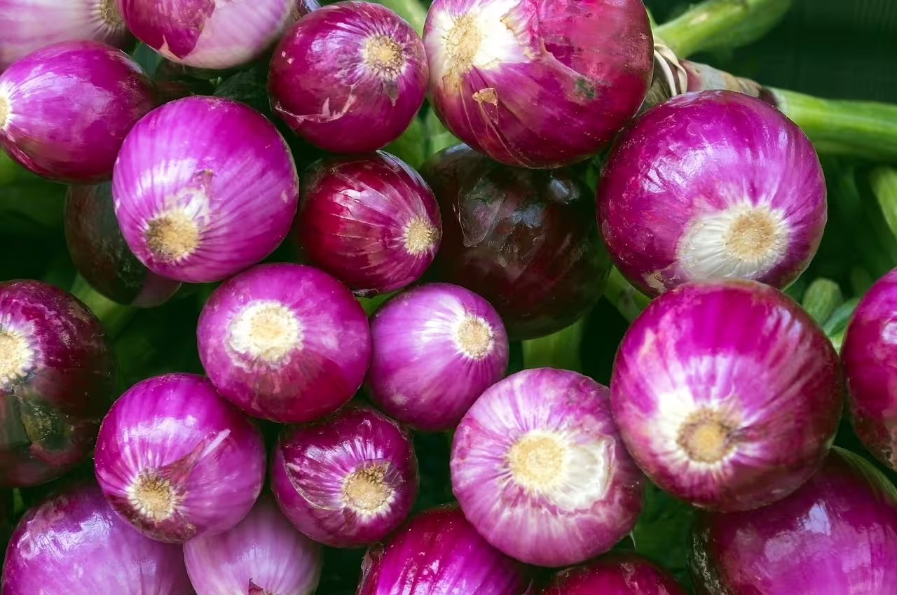 Cipolla rossa di Tropea fresca nei mercati tipici della Costa degli Dei, eccellenza gastronomica calabrese