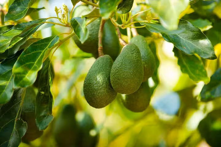 Close-up of ripe avocados hanging from a tree, perfect for a tropical tour from Malaga.