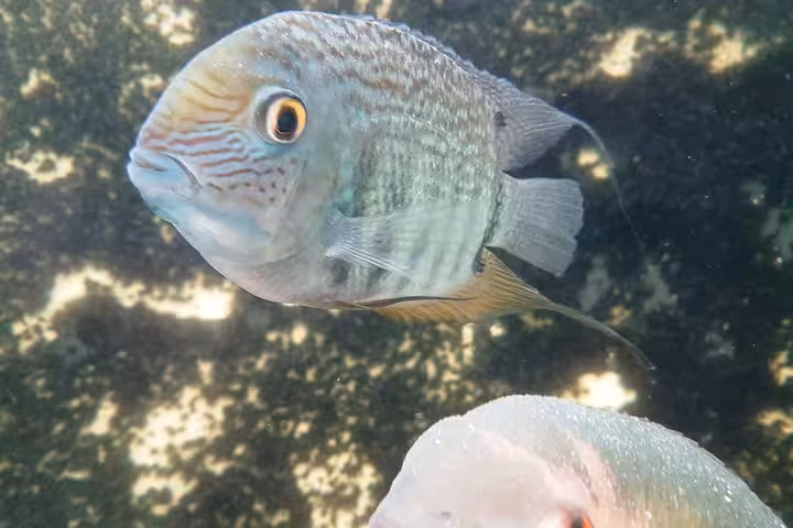 Close-up tropical fish at MUSA Amazonian Museum transport tour, aquatic exhibit in Manaus rainforest
