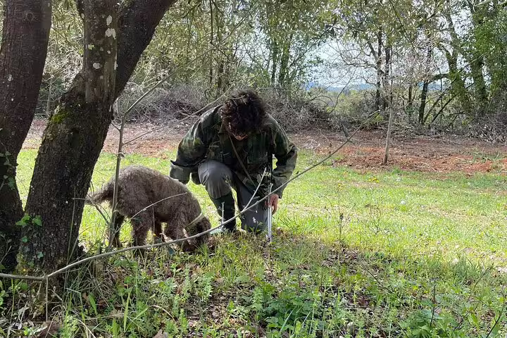 Expert truffle hunter with dog searching for fresh truffles in a Tuscan forest during Chianti countryside tour