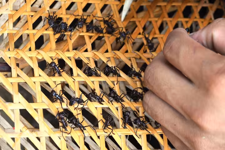 Close-up of tucandeira bullet ants on woven palm mat during Amazon indigenous ritual tour experience