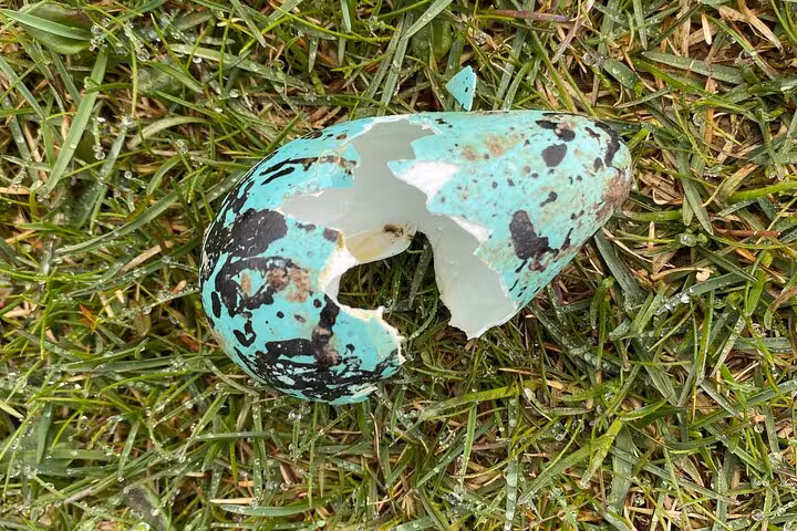 Cracked turquoise speckled bird egg lying in green grass at Westfjords bird sanctuary