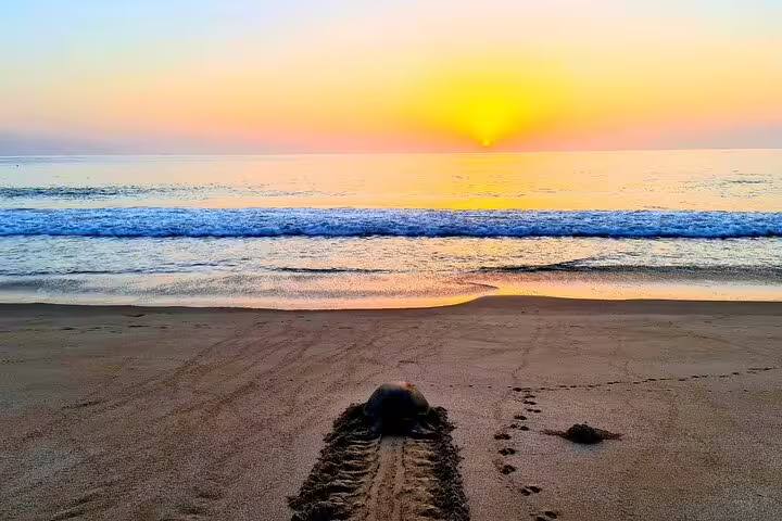 Turtle making its way to the ocean at sunrise on a serene Oman beach, included in the 3-day private tour itinerary.