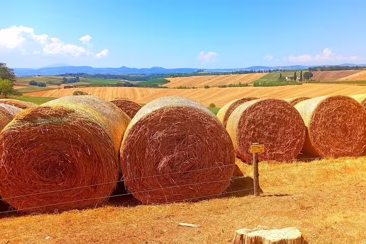 Golden hay bales in rolling Tuscan countryside seen on private Pisa and Lucca excursion with lunch and wine tastings