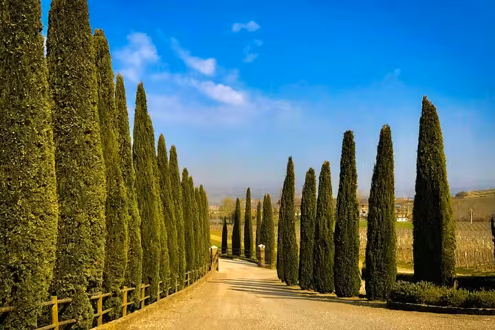 Scenic cypress-lined driveway under a clear blue sky in Tuscany, offering a picturesque entrance to local vineyards.