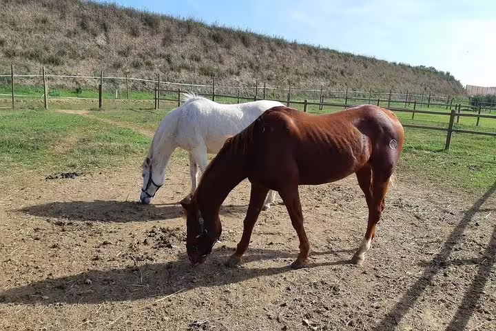 Two horses grazing in a sunny Tuscan farm paddock visited during a private Pisa and Lucca wine tasting tour
