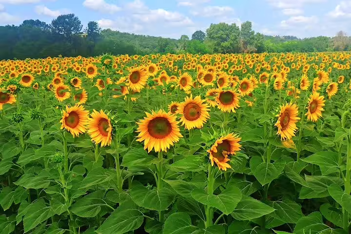 Vibrant Tuscan sunflower field near Cortona and Montepulciano, a scenic stop on a private art, wine and countryside tour