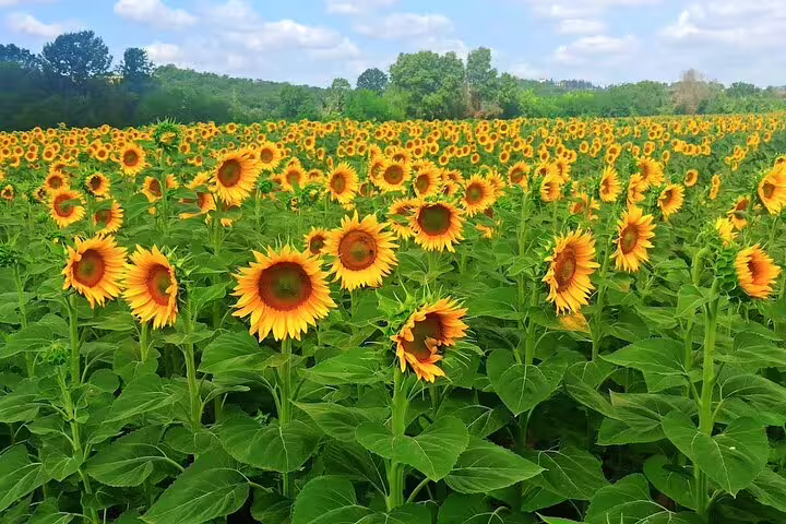Vast sunflower field in the Tuscan countryside near Pisa and Lucca, visited on a private wine tasting and lunch day trip