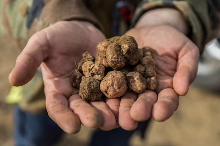 Close-up of a forager’s hands holding freshly unearthed Tuscan truffles from a guided hunting tour in the Chianti hills