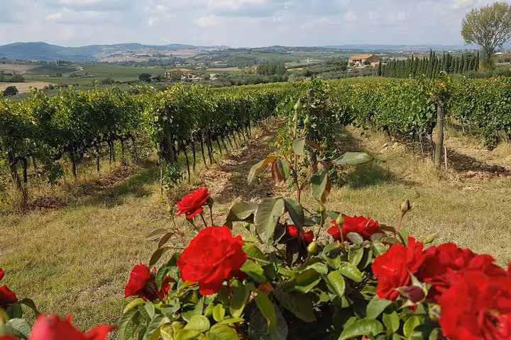 Tuscan vineyard and red roses near Florence, scenic countryside stop on 10-day Italy tour with Pisa and Milan