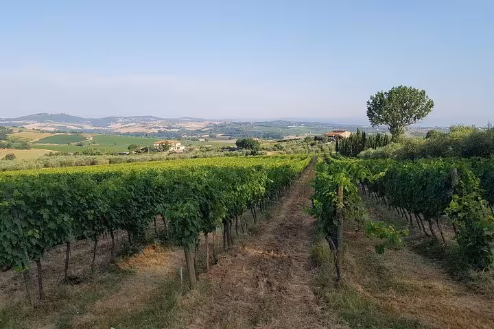 Tuscan vineyard rows and rolling countryside scenery on a 10-day Italy tour from Rome to Venice