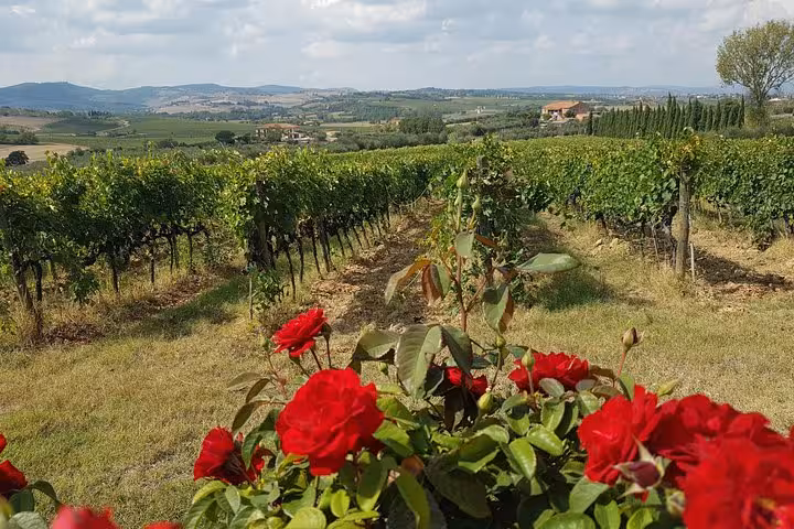 Tuscan vineyard landscape with red roses, scenic stop on 10-day private Italy tour from Rome to Venice