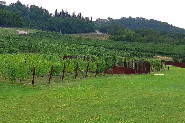 Lush Tuscan vineyard near San Gimignano with rolling green hills, ideal setting for wine tastings on a private Livorno shore tour