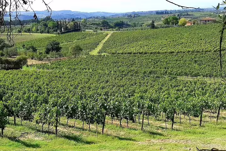 Rolling Tuscan vineyards near Pisa on a sunny day, visited during the private Pisa and Lucca farm lunch and wine tasting tour