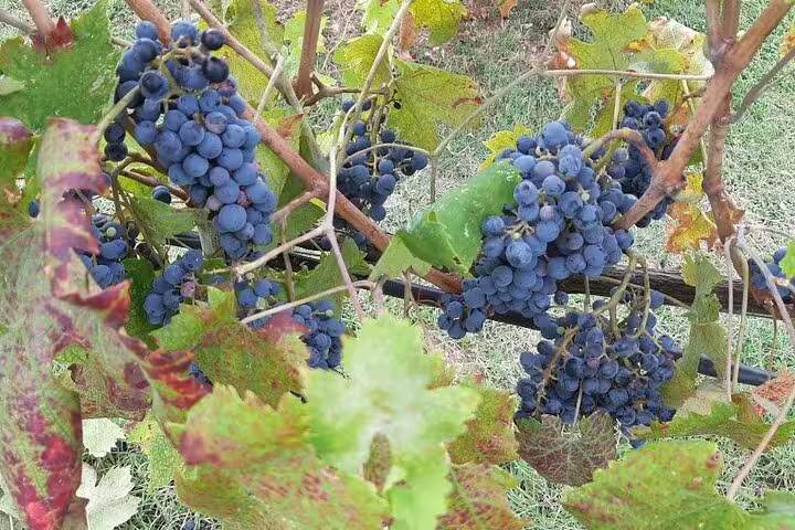 Ripe dark wine grapes on vines in a Tuscan vineyard visited during Pisa and Lucca private wine-tasting tour from La Spezia