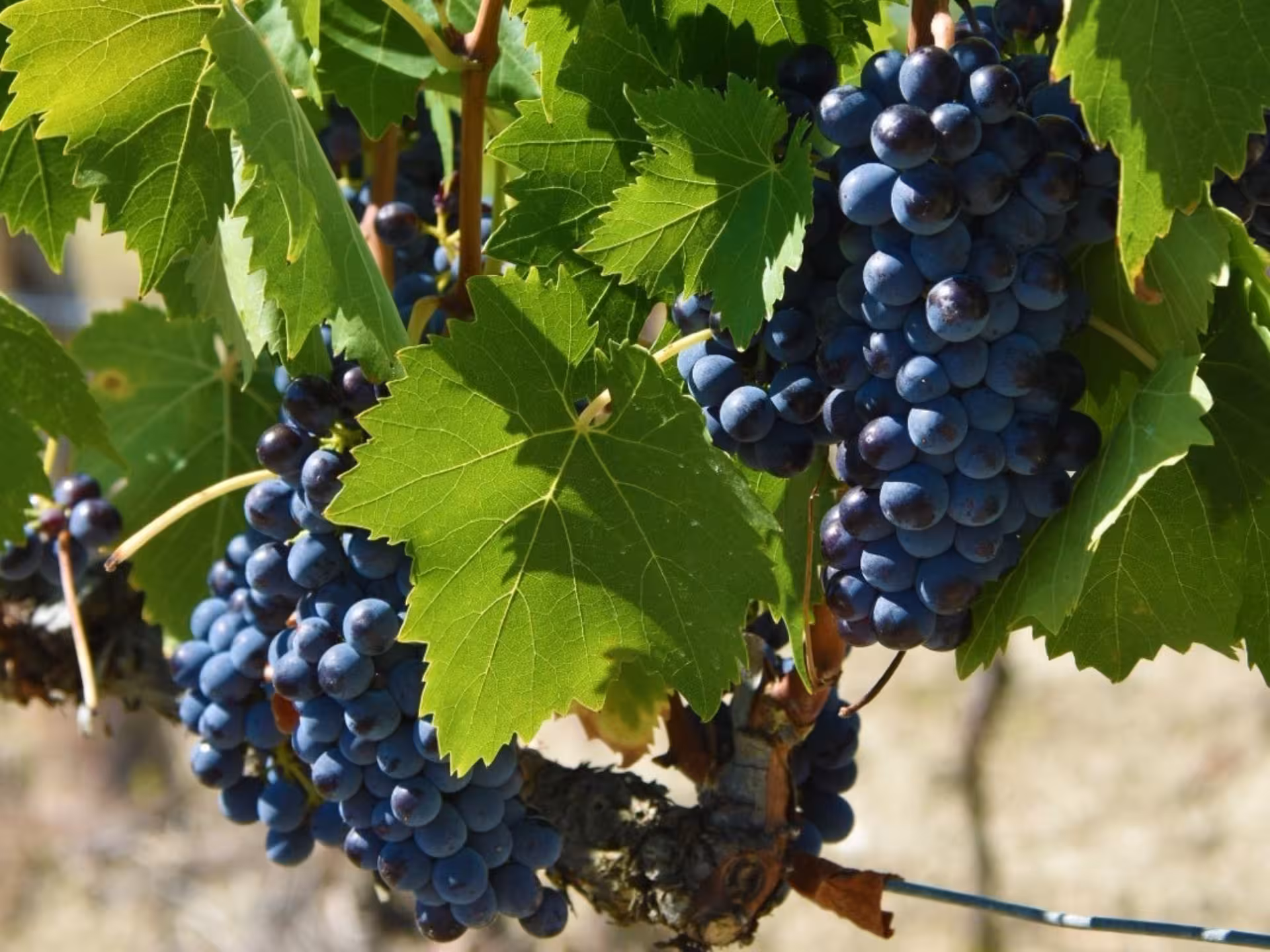 Close-up of ripe grapes on the vine, showcasing the rich flavors of Tuscan wine near Pisa.