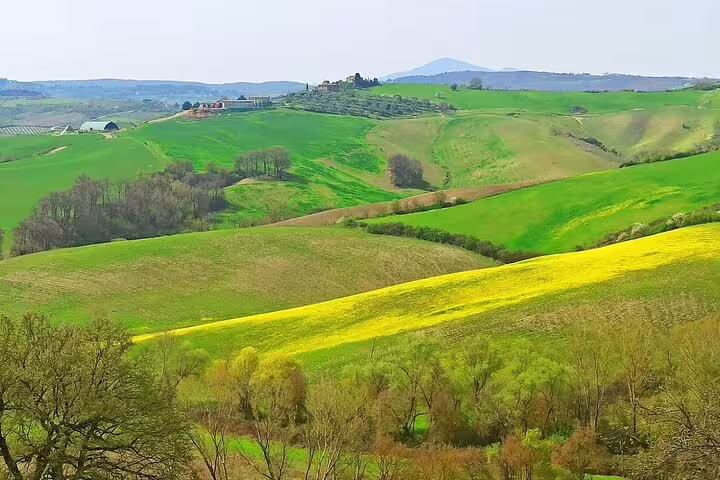 Rolling green and yellow fields of the Val d’Orcia in Tuscany with distant farmhouses seen on a Siena and Montalcino tour