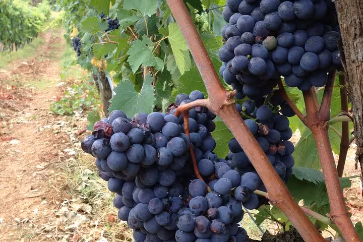 Lush grapevines in a Tuscan vineyard, showcasing ripe grapes ready for the Tuscany Wine Tour from Rome.