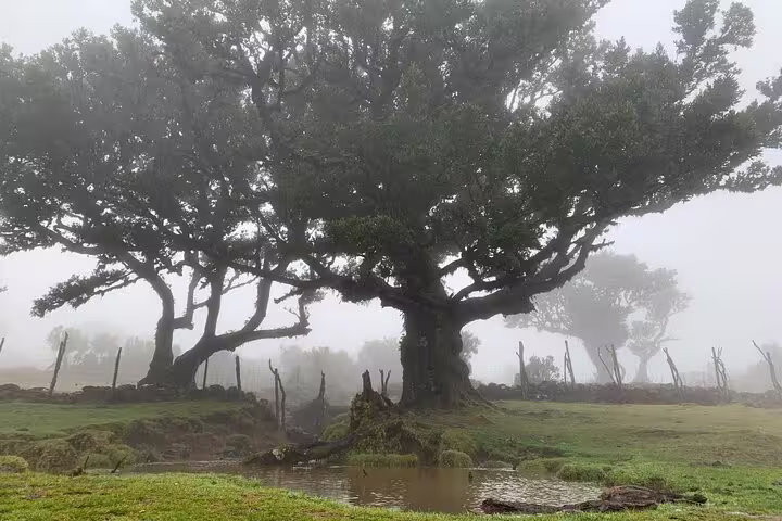 Misty landscape with ancient tree and lush greenery, ideal for Untraveled West Tour's serene adventure.