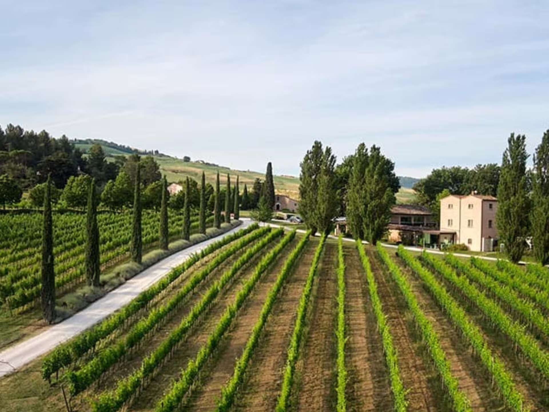 Vineyard rows and estate farmhouse in the Marche countryside, setting for boutique winery visit near Urbino