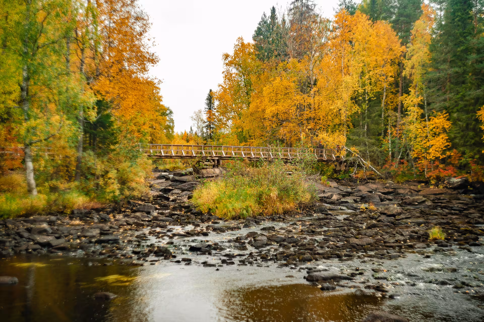Bridge over a rocky stream surrounded by vibrant fall colors on Vaattunkiköngäs Trail, Arctic Circle Forest Hike.