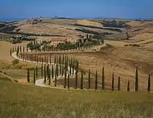 Winding cypress tree-lined road through golden Val d'Orcia hills in Tuscany, Italy