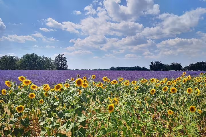 Valensole lavender fields with sunflowers on private day trip from Marseille to Provence in summer