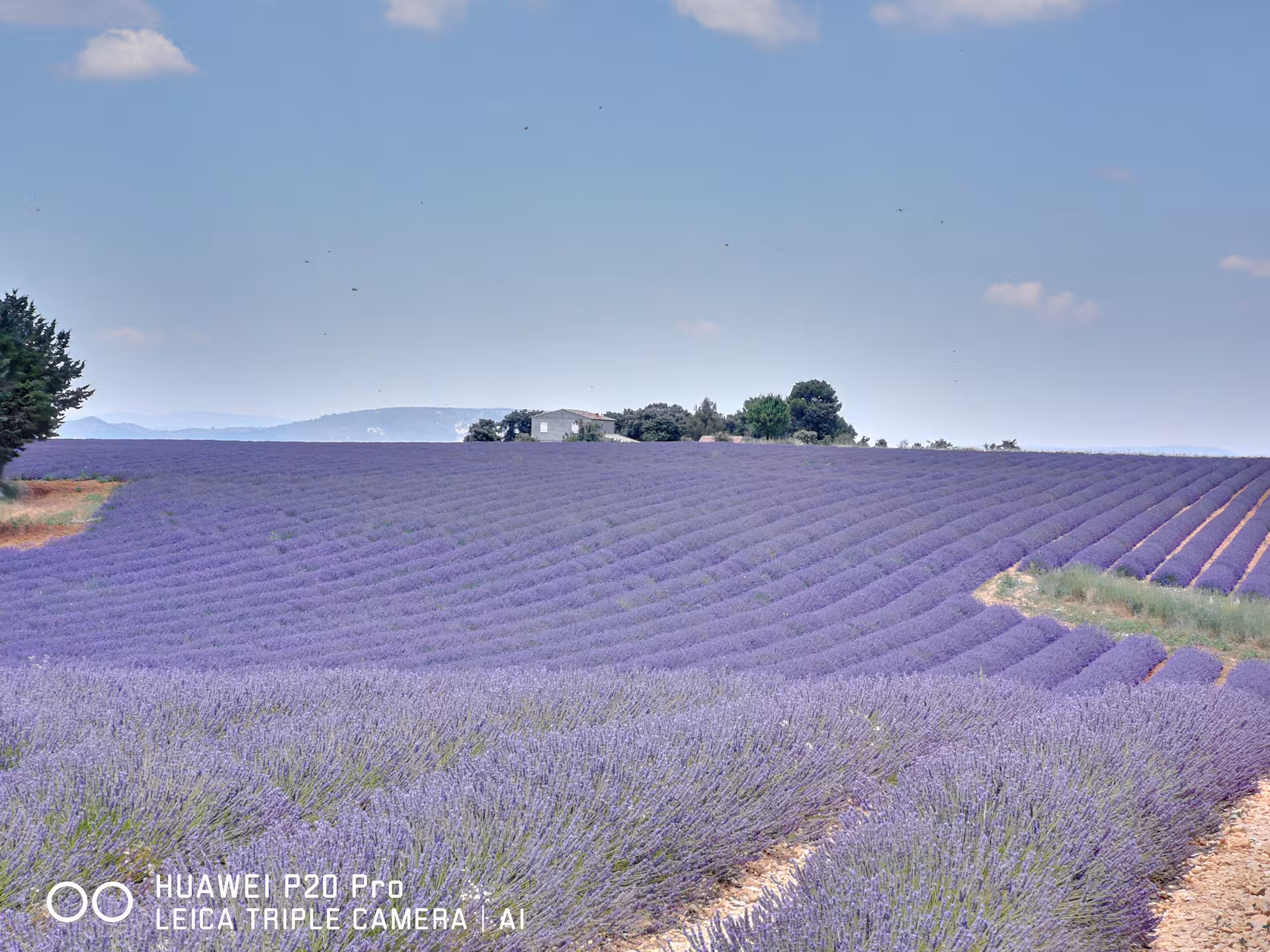 Valensole Plateau lavender fields in Provence, a highlight of Marseille private shore excursion day trip