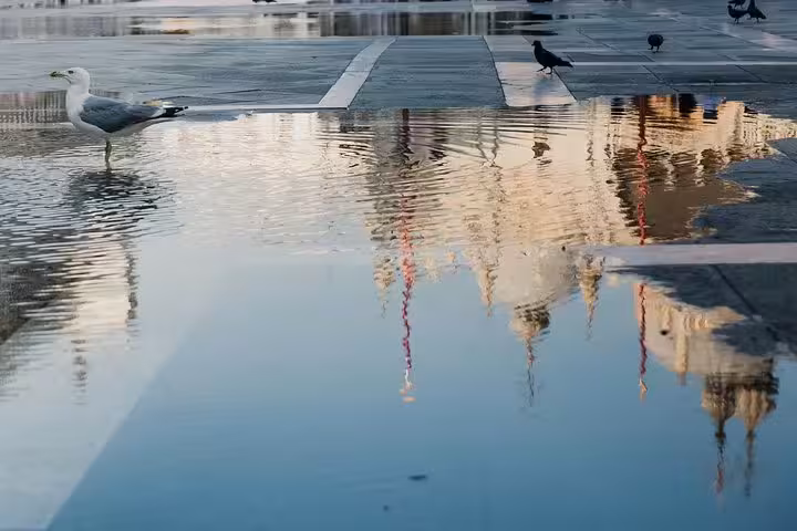 Reflection of Venetian architecture in St. Mark's Square with seagulls, capturing the city's unique charm.
