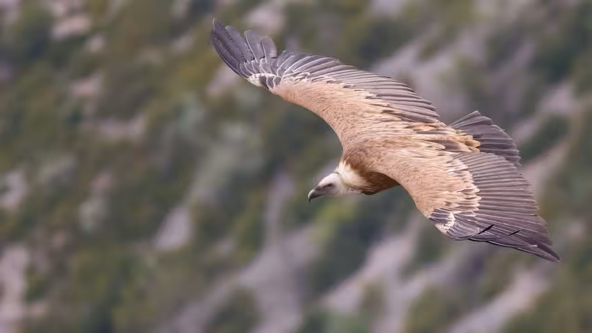 vautour verdon