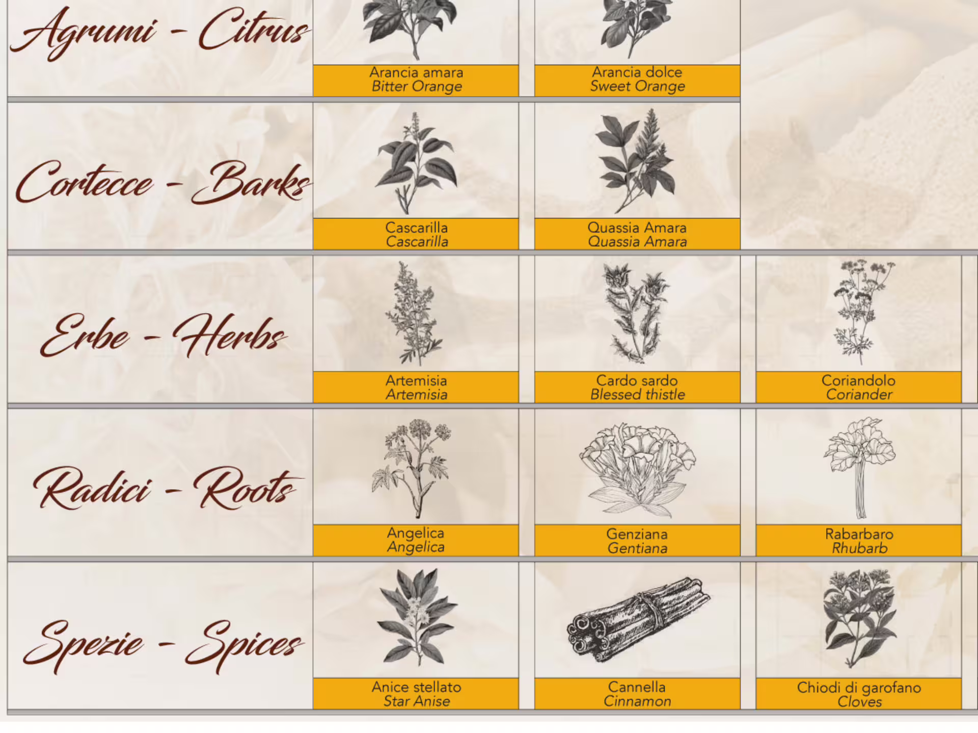 Illustration of herbs, spices, roots, and citrus used in vermouth production, highlighting Turin's rich flavors.