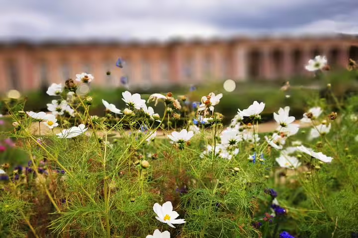 Wildflowers blooming near the Palace of Versailles gardens, a scenic stop on a full-day private guided tour